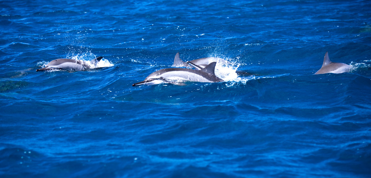Plongez avec les dauphins dans la baie de Tamarin